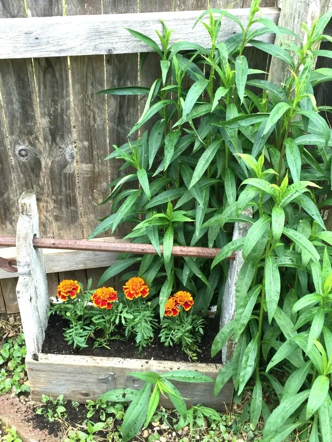 Tool box filled with marigolds.