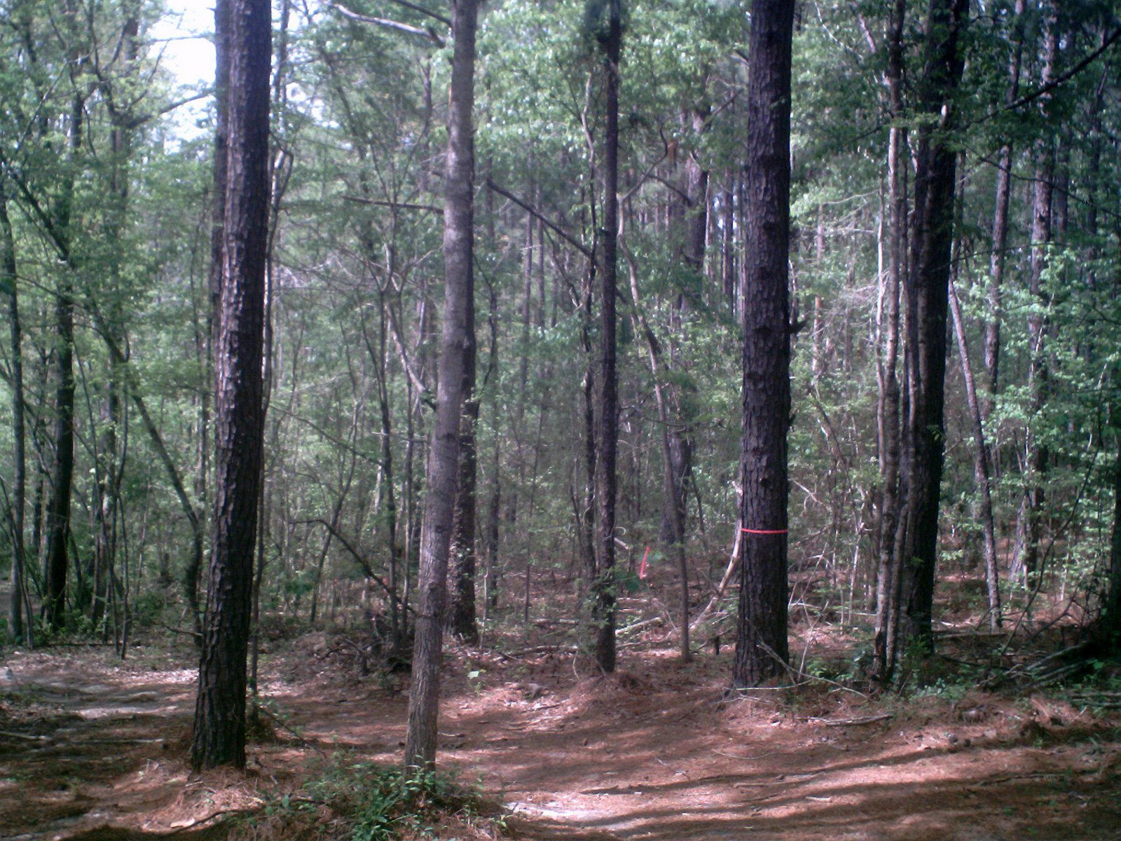 MAGNOLIA LAND AND TIMBER COMPANY