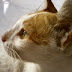 (ΕΛΛΑΔΑ)ΕΥΒΟΙΑ:Εύβοια: Φυλάκιση και πρόστιμο για ξυλοδαρμό γάτας μέχρι θανάτου