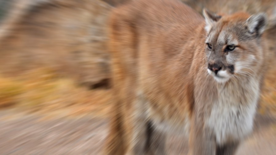 Terrierman's Daily Dose Attacked Runner Chokes Out a Mountain Lion