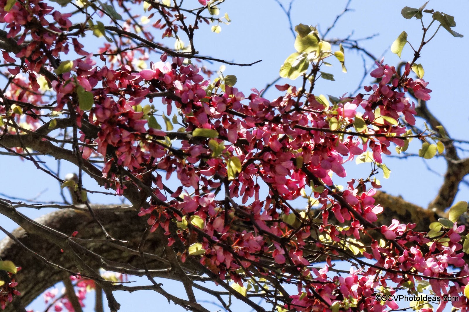 Blossoming Almond Tree branch closeup