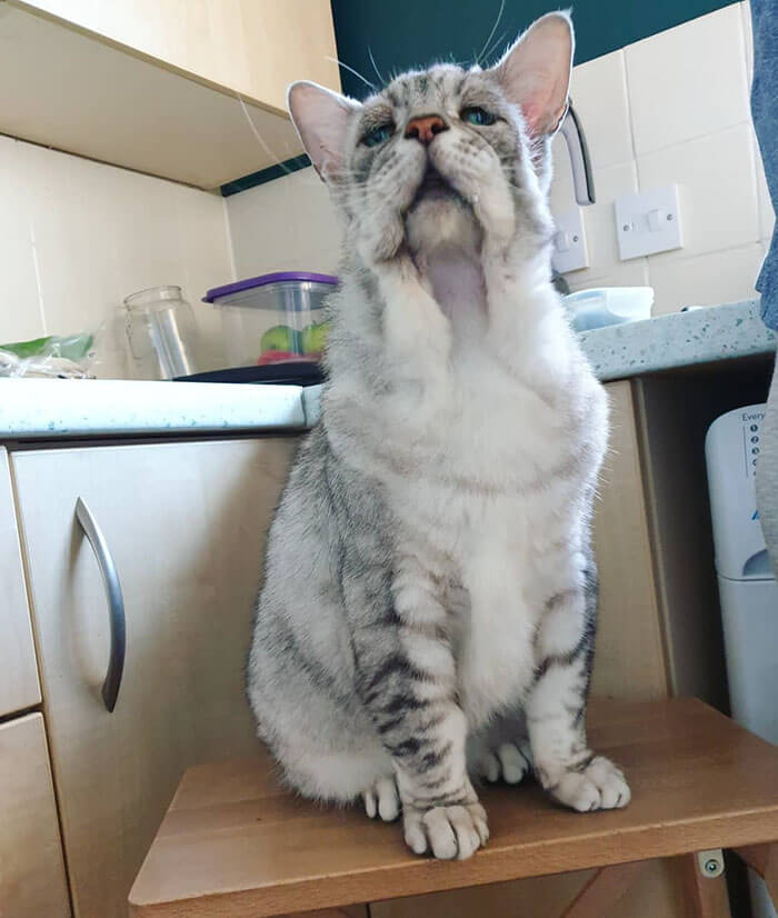 Cat With Ehlers-Danlos Syndrome Finally Found A Home And A Happy Life With His Human Companions