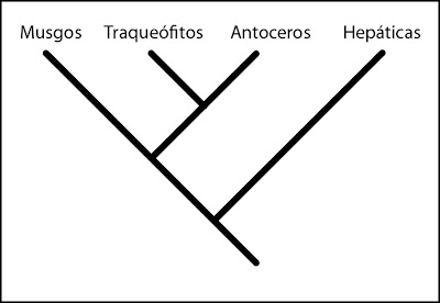 Cladograma que refleja la filogenia de las plantas terrestres primitivas