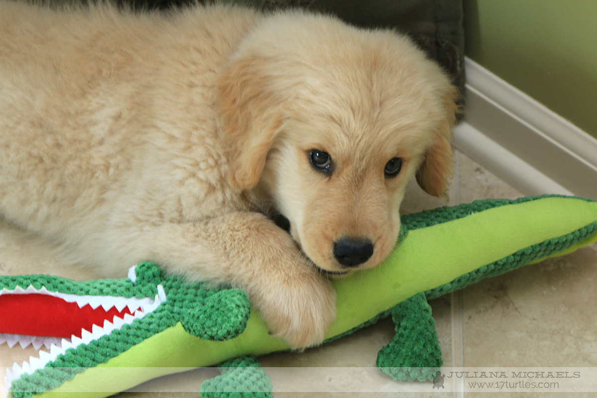 Lincoln Golden Retriever 10 Weeks Old and Mr. Gator