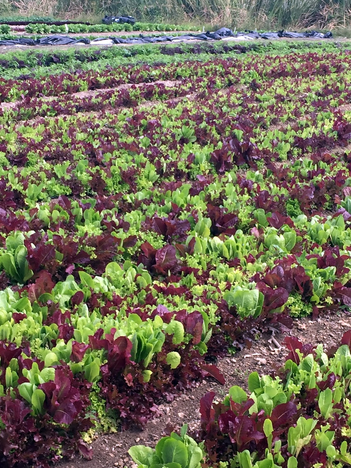 Rosemary's Sampler Field to Fork Community Farm, Nassau, Bahamas