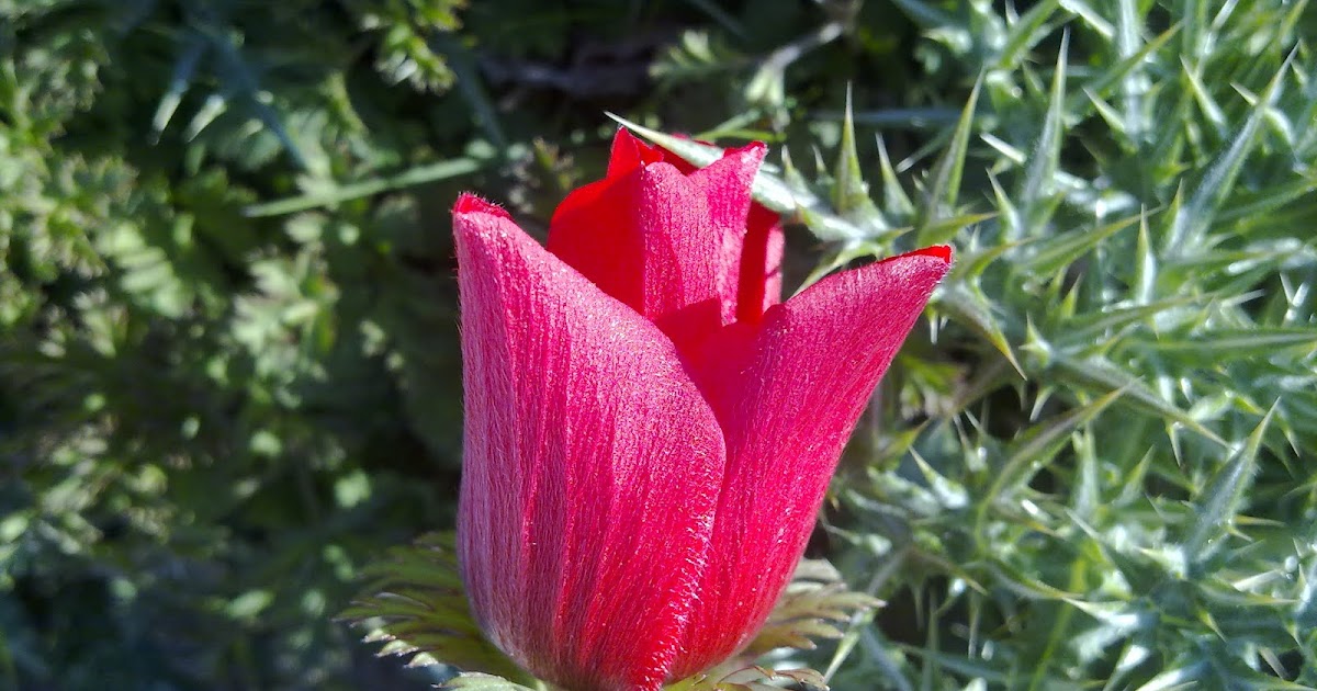 JORDAN Spring flowers