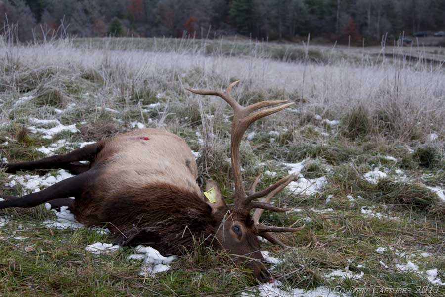 Country Captures Pennsylvania Elk Harvest The First Morning