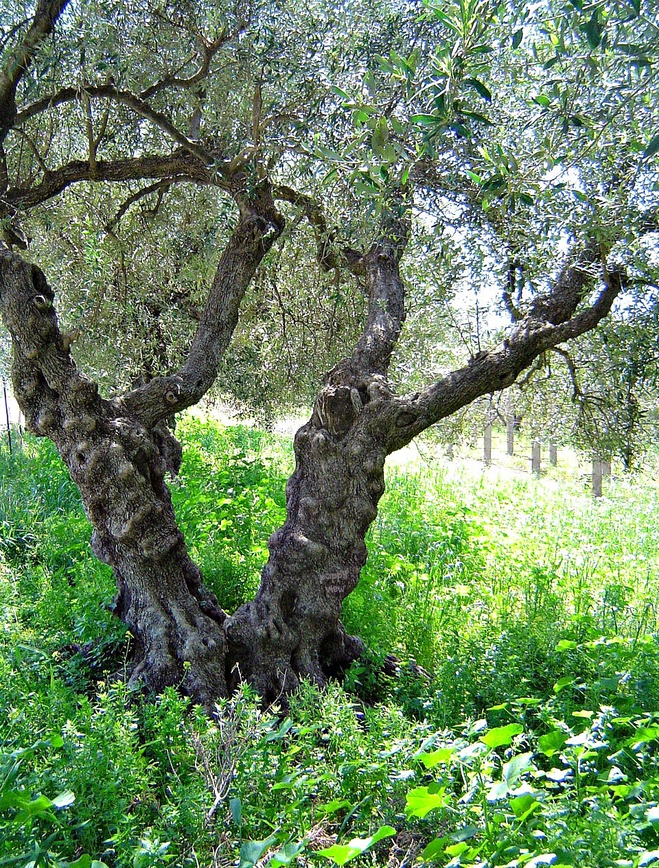 Olive Tree Oasis