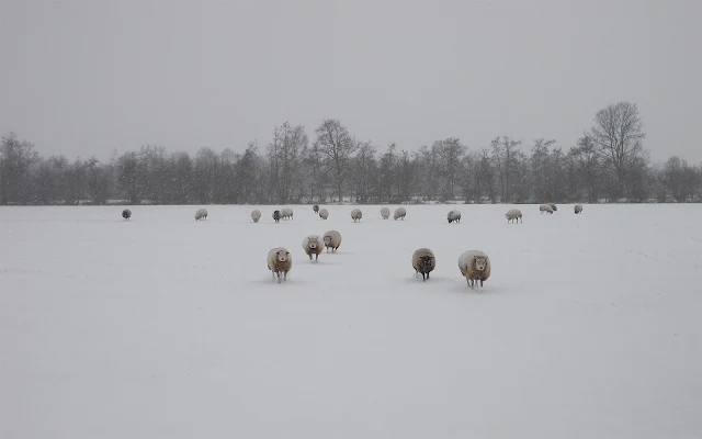 Schapen en een weiland bedekt met een laag sneeuw