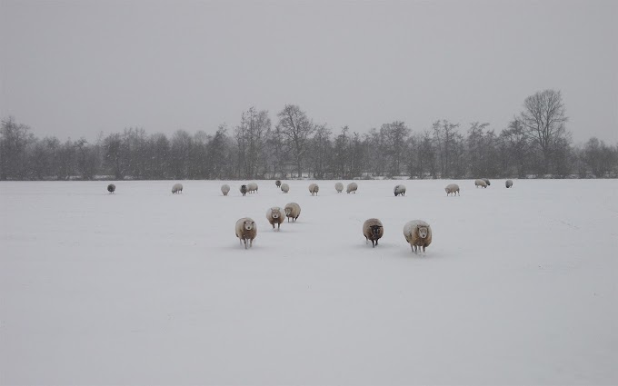 Winter landschap met schapen