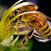 Pesticides Harm Bees
