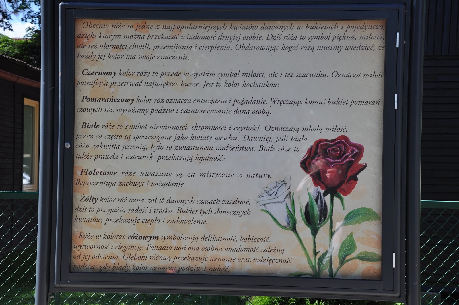 Co Symbolizuje Róża W Małym Księciu