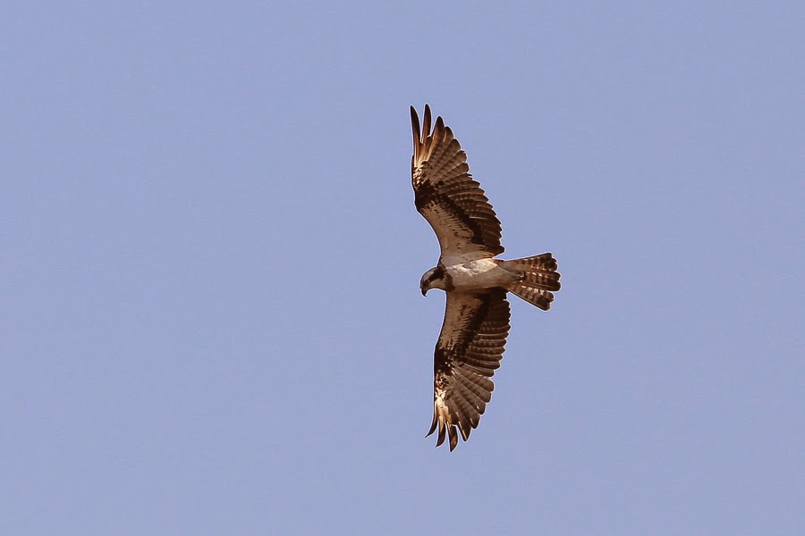 Western Osprey