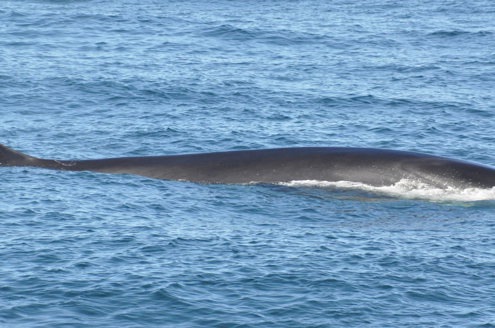 Blue Ocean Society's Whale Sightings: August 24, Atlantic Queen