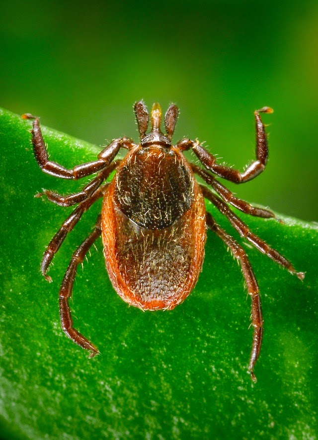 Tenacious PT: North American Tick-borne Diseases: Including Lyme