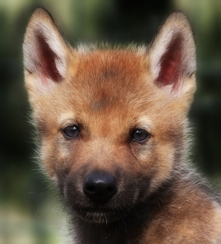 Маленький похож на лису. Волчата рыжего волка. Рыжий Волчонок. Собака похожая на лису. Рыжая собака похожая на лису.