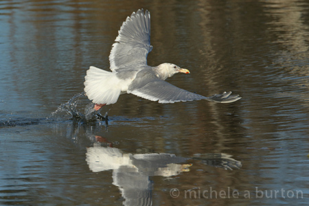  Gull taking Flight