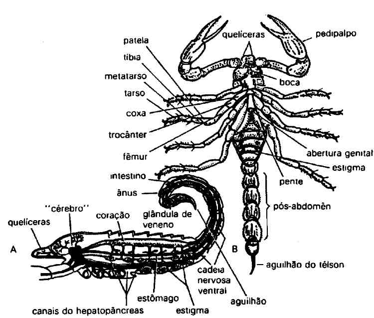 Os Aracnídeos: Escorpião