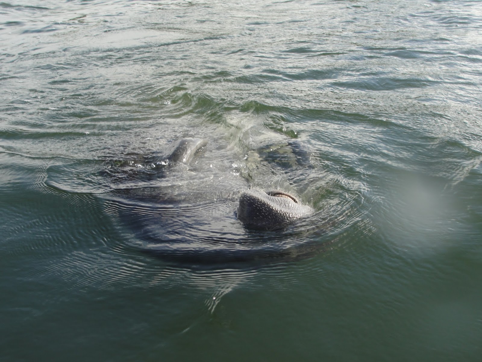 ElleLittleBlog Cocoa Beach with Manatees!