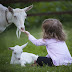 THE IMPORTANCE OF COLOSTRUM TO NEWBORN GOAT KIDS