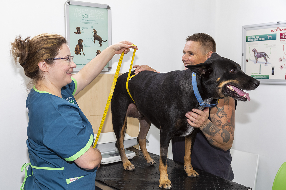 petbarn microchipping