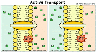 Definition of Active transport