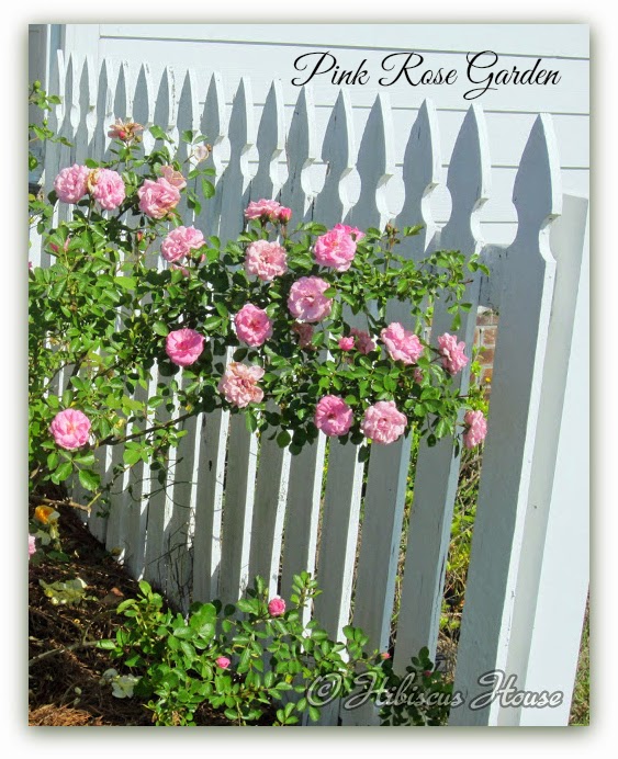 Tropicana Hybrid Tea Rose Hybrid Tea Roses Beautiful Roses Rose