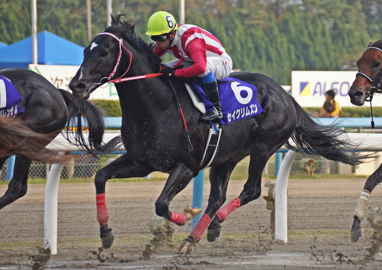 ちとせ 競馬写真撮影記 11/4 JBCスプリント エスポワールシチー 他