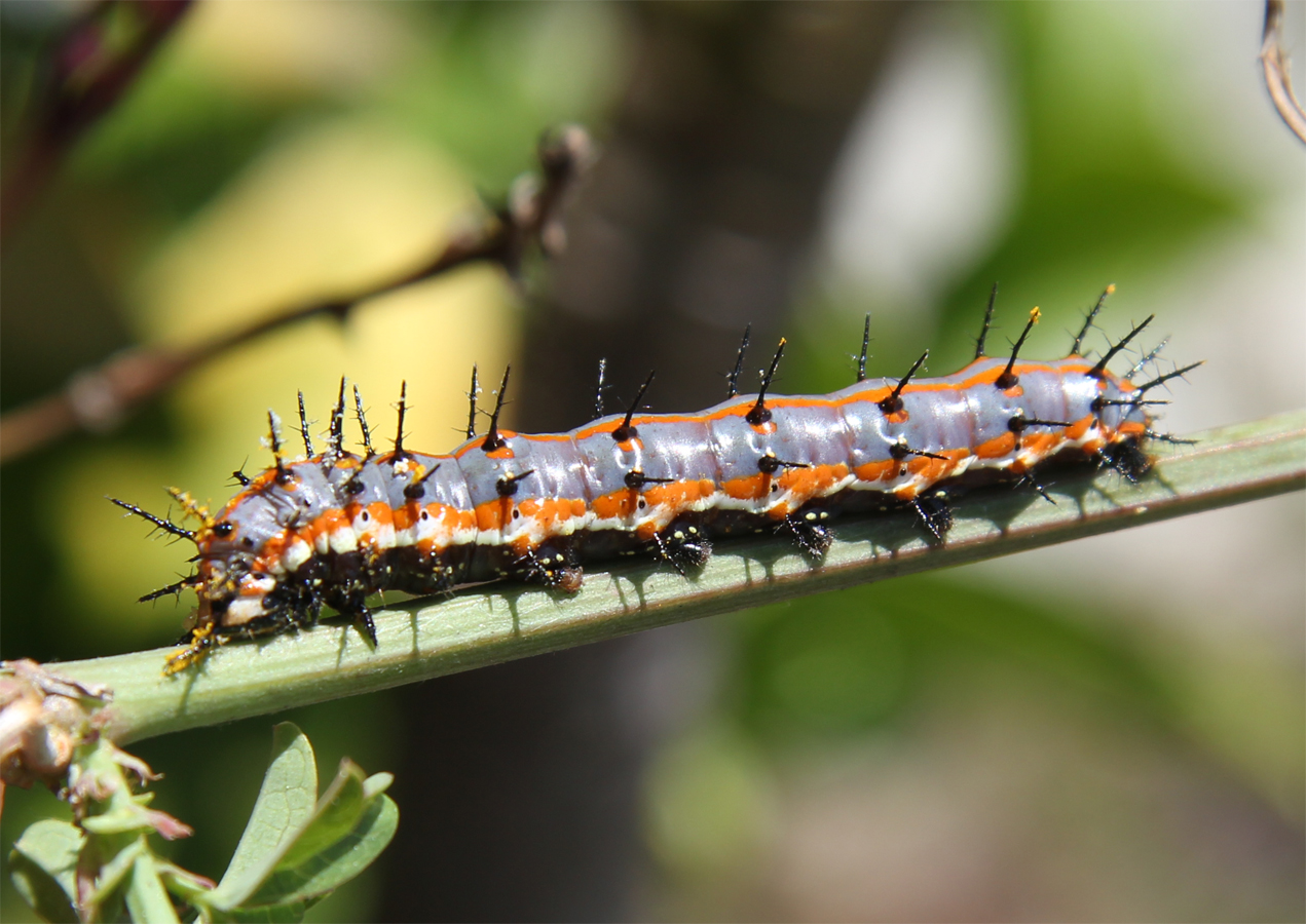 BirdCam on Cheltenham Passion Butterfly Larva