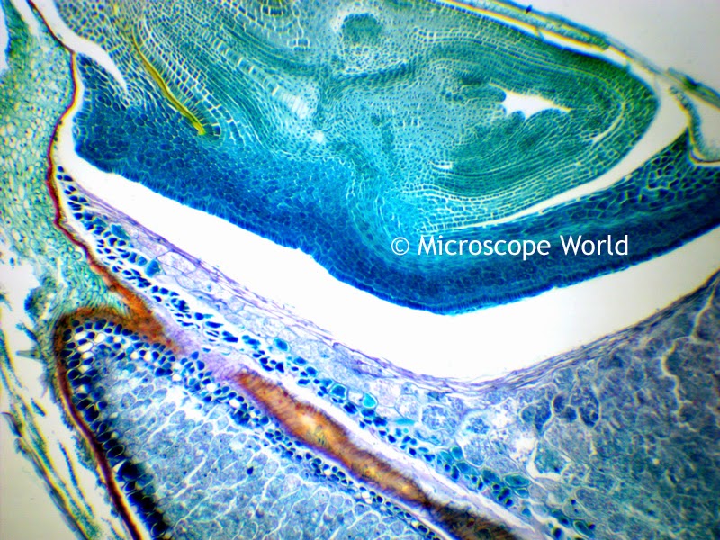 Wheat under the microscope at 40x magnification.