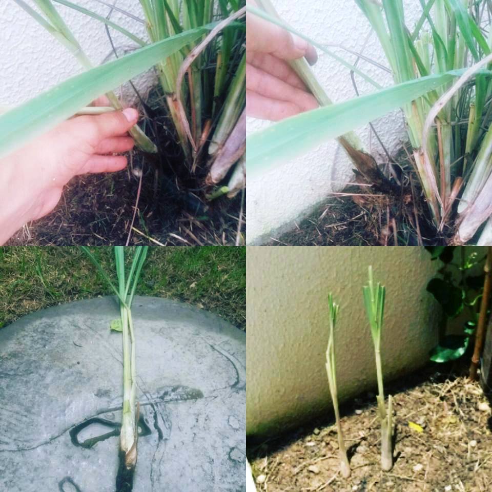 Horta Urbana Plantando Capim Cidreira Horta Urbana Plantando Capim Cidreira