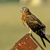 Montagu's Harrier