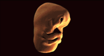 Formación de la cara del embrión en el útero materno