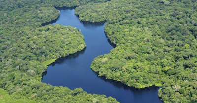 WWF: Deskobre kuaze espésie foun hamutuk 400 iha Amazónia iha tinan rua nia laran