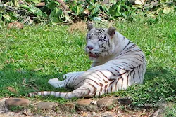 harimau benggala kebun binatang ragunan jakarta