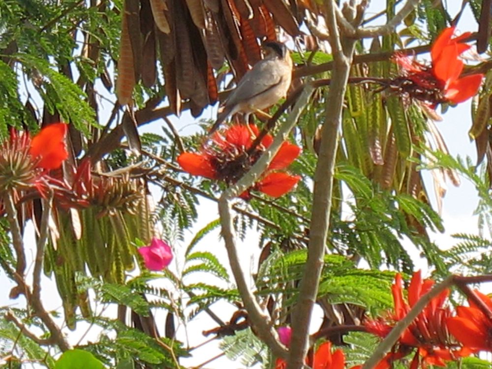 Arunachala Birds Erythrina Indica Bird Visitors