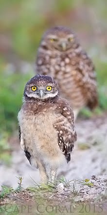 Wildlife Overflow #14