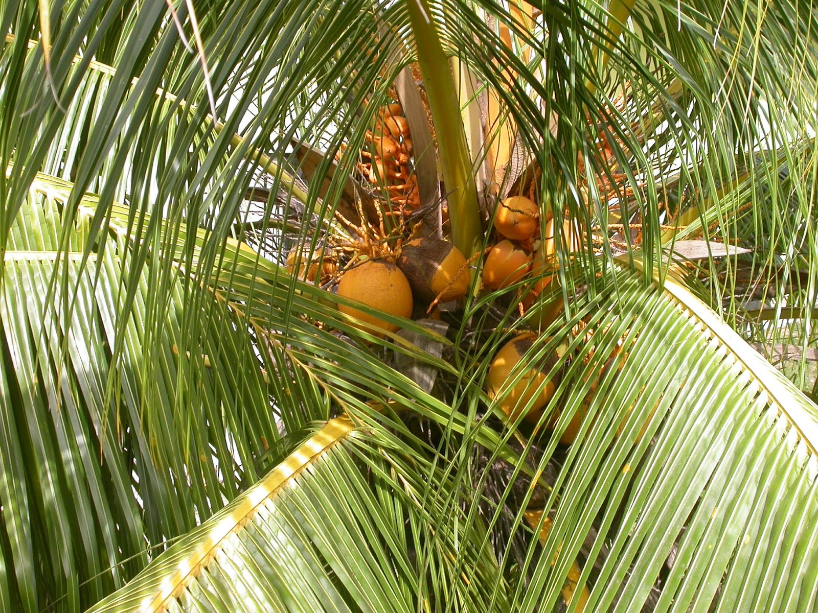Barbados Flora & Fauna Coconut Trees (Cocos nucifera)