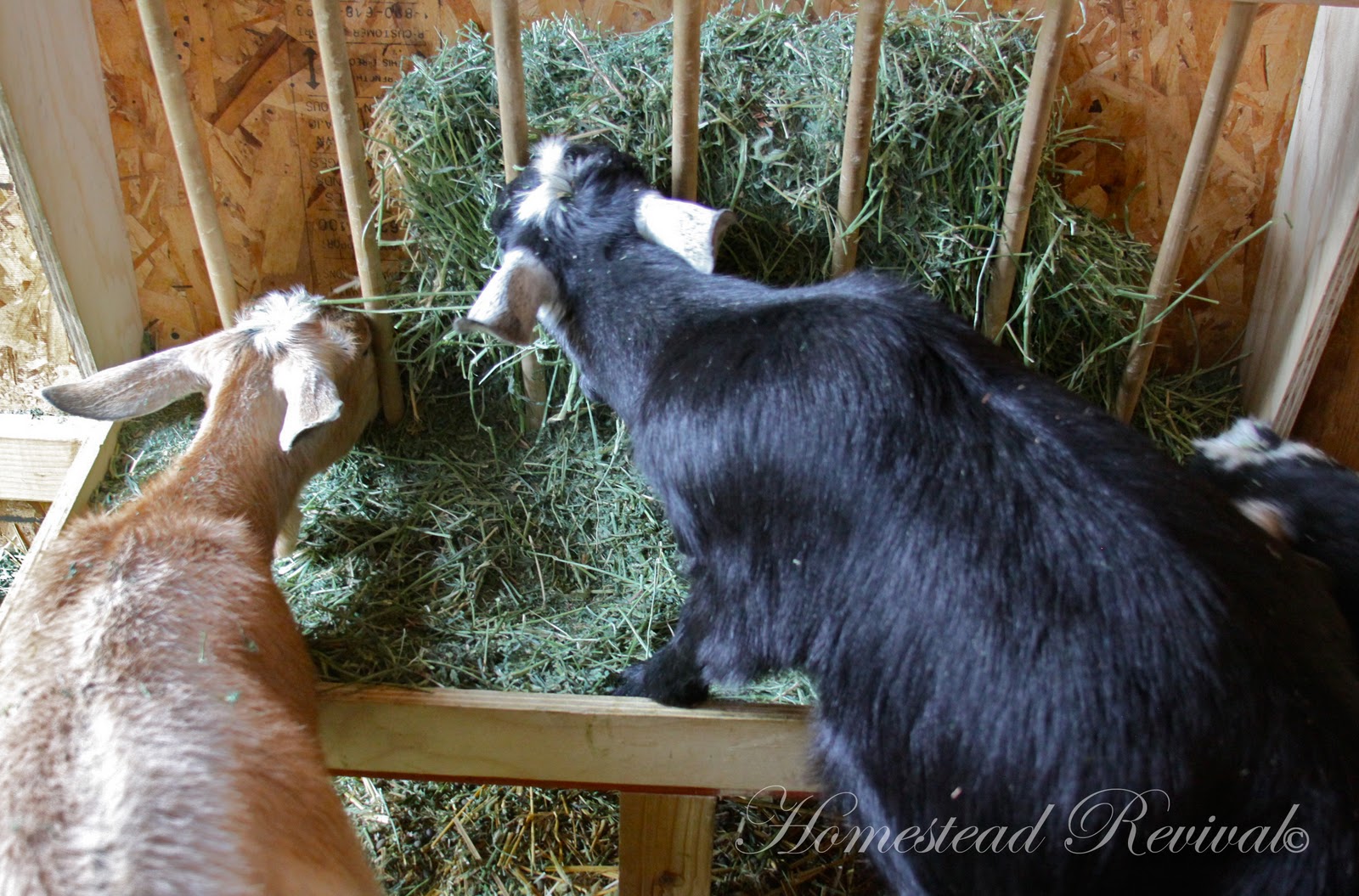 Homestead Revival Feeders and Water for Goats