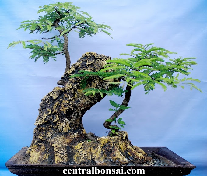 Cara Membuat Tanaman Bonsai Dengan Top Grafting