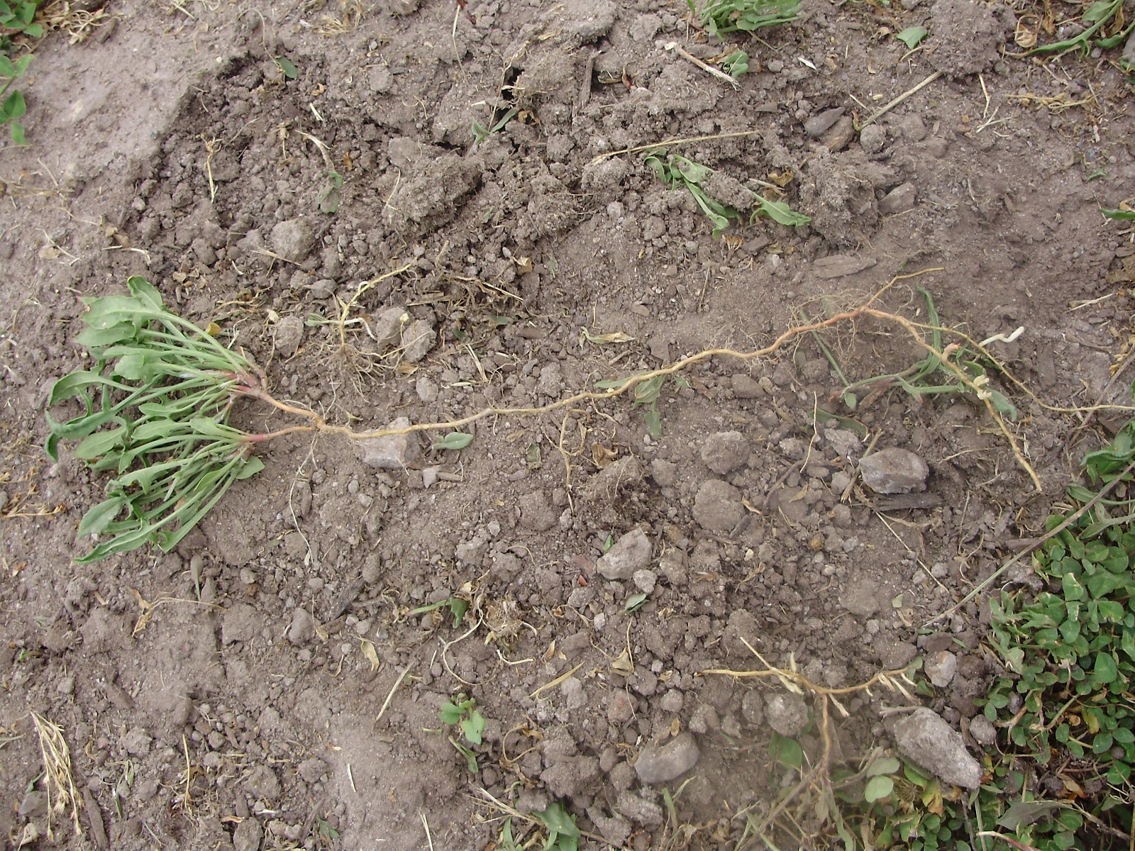 Tassie Germinations: The dastardly tale of Sheep Sorrel (Acetosella ...