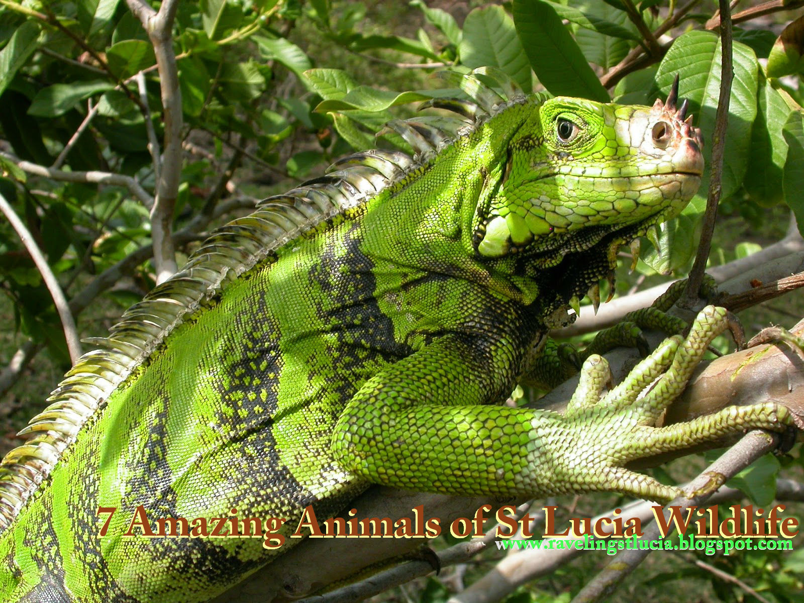 7 Amazing Animals of St Lucia Wildlife Traveling in St. Lucia