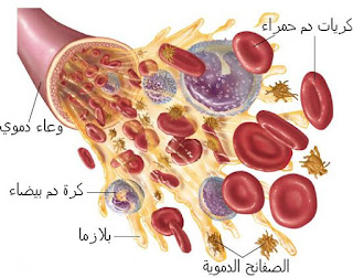 نتيجة بحث الصور عن وظائف مكونات الدم