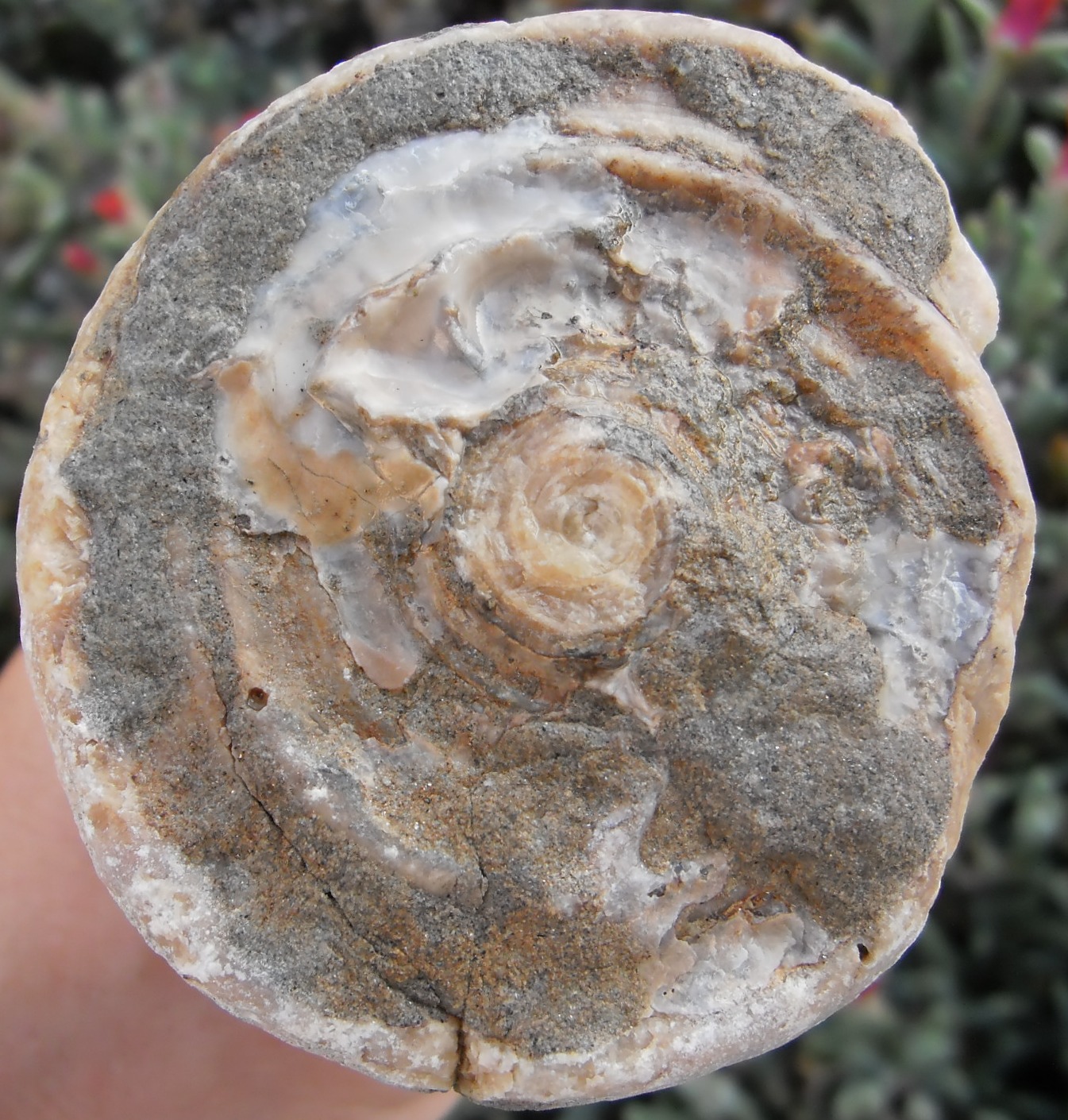 Fossil corals Fossil corals Fossilized gastropod, Conidae, Conus...