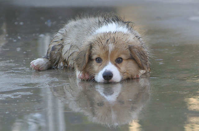 Sad-dog-in-the-rain