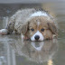 6 Dog Activities for Rainy Days