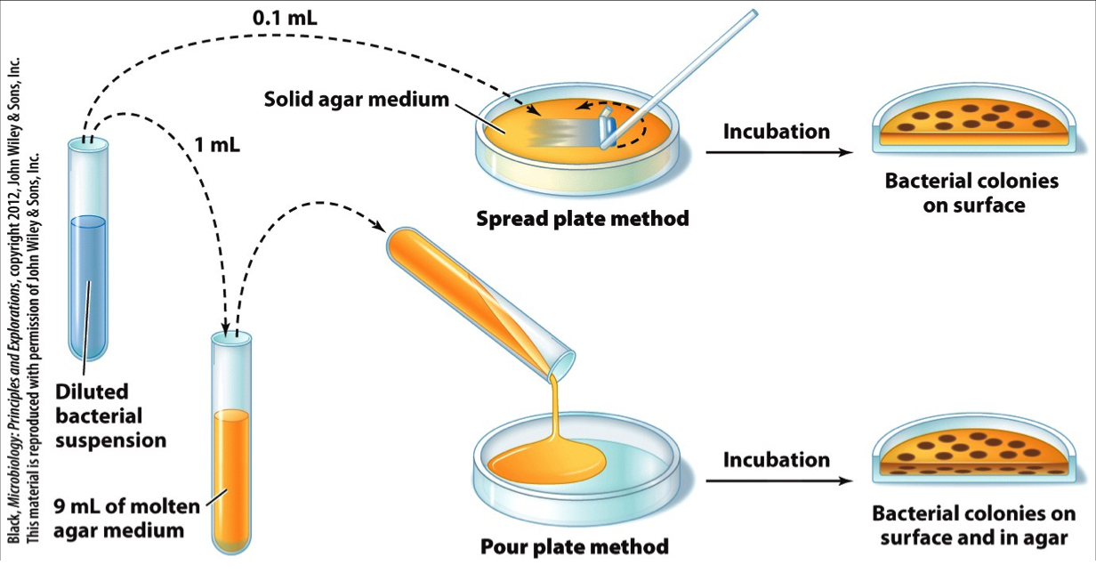gambar metode inokulasi