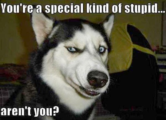 Rules of the Jungle: Funny Dog Faces