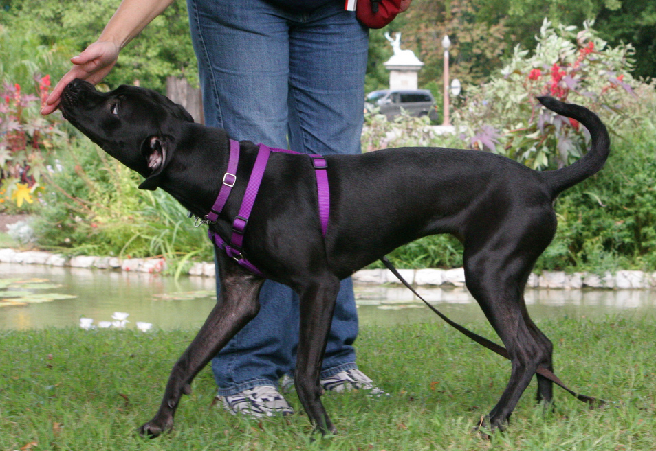 Consent and Choices in Dog Training Australian Dog Lover