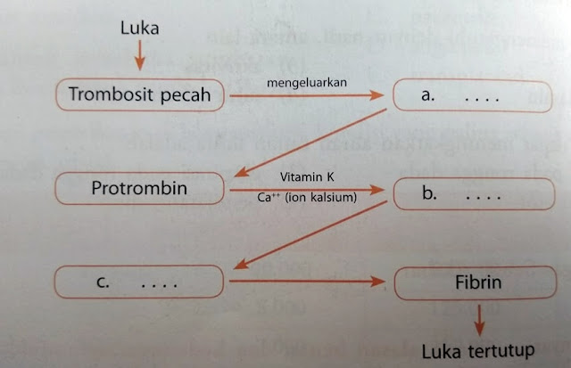 Lengkapi skema proses pembekuan darah berikut. - Primalangga